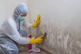 Best Mold Documentation for Insurance Claims  in USA